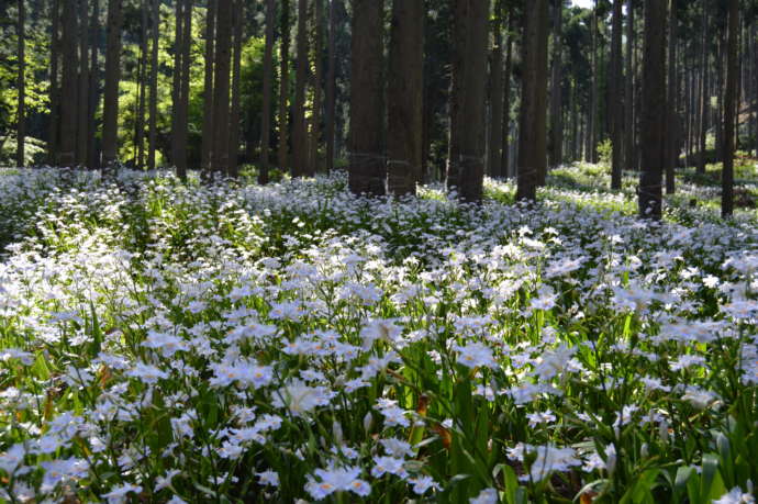 綾部市老富地区のシャガの花
