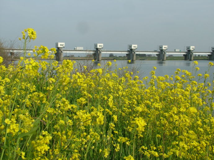 群馬県千代田町にある利根大堰と菜の花