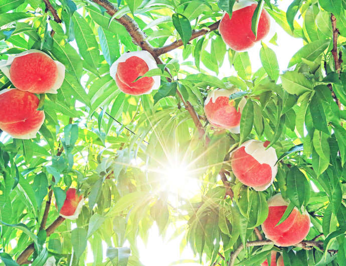 山梨県中央市の特産品の桃