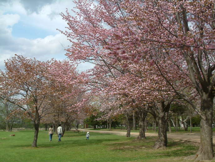 江別市にある泉の沼公園で見ごろを迎えた桜
