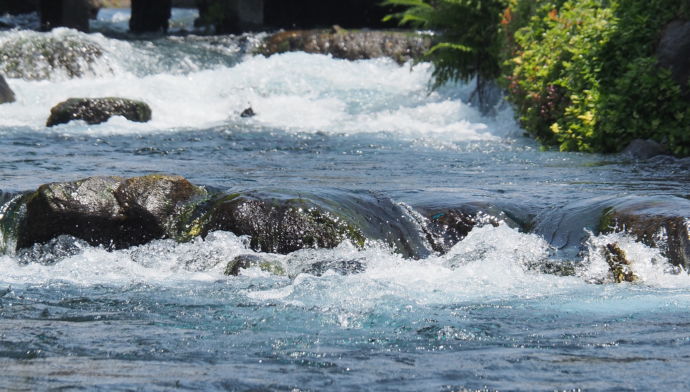 静岡県富士宮市の神田川(湧水)
