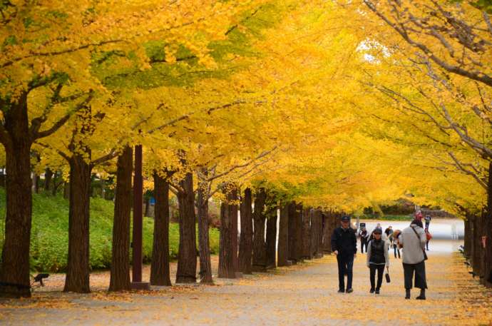 あづま総合運動公園の銀杏並木