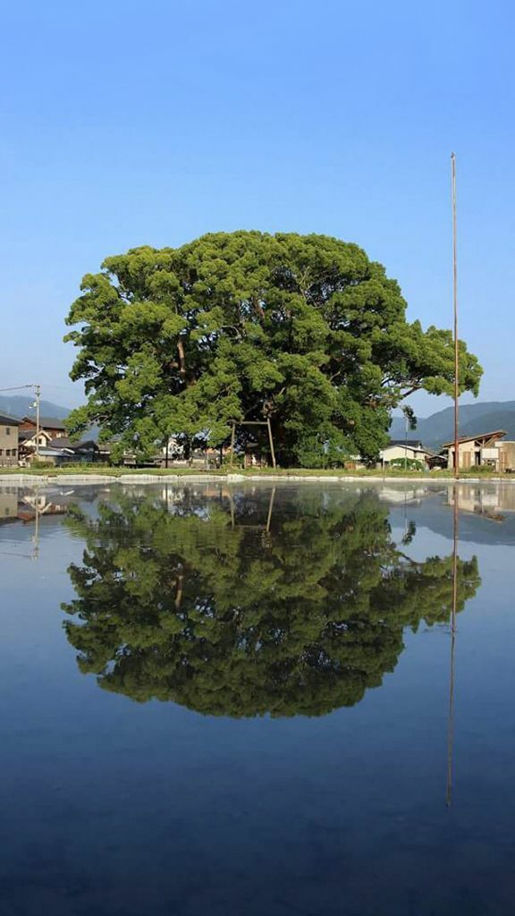 東みよし町の加茂の大クス|逆さ大クスの様子