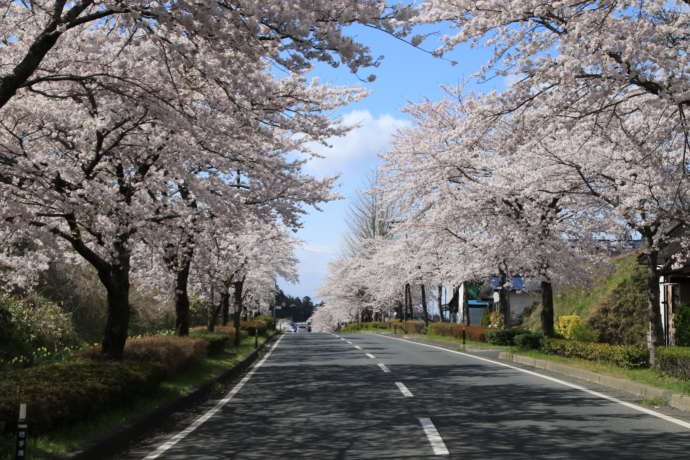 県道300号(旧国道4号