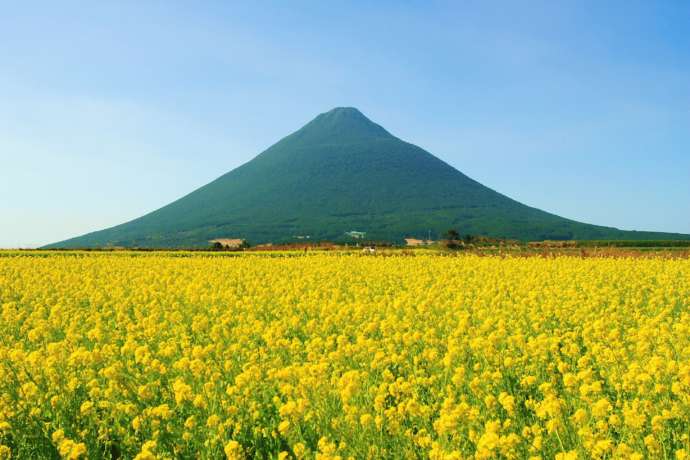 指宿市にある開聞岳と菜の花の写真
