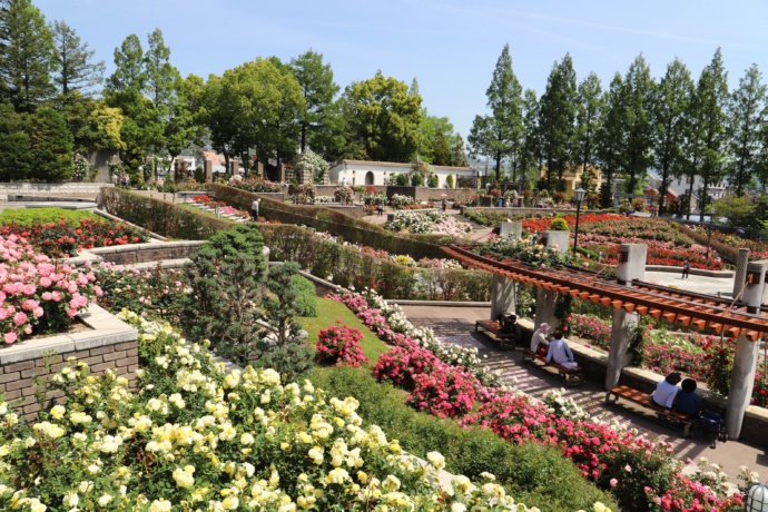 荒牧バラ公園の風景その1