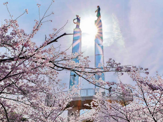 太田山公園の桜