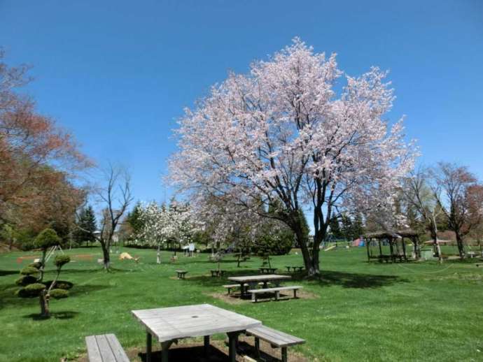 吹き出し公園の春の景色:桜と緑