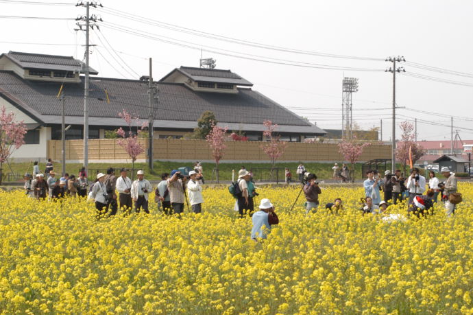 菜の花畑の中にいる、「菜の花まつり」に訪れた人々