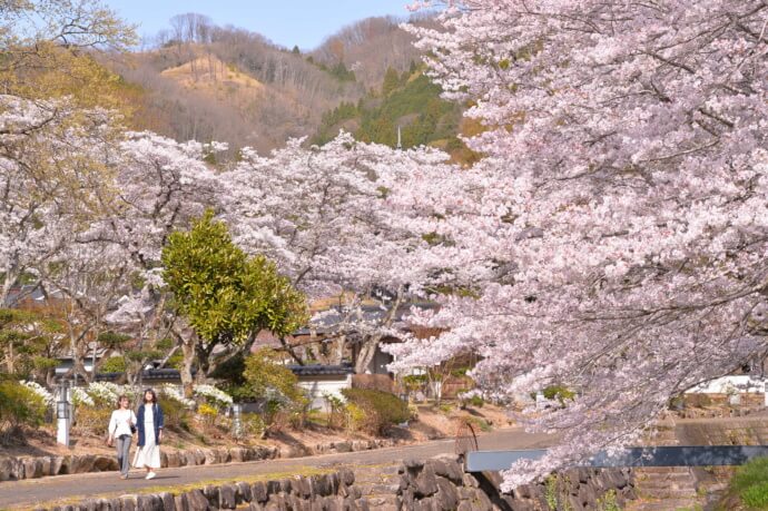 桜が満開の頃の市内