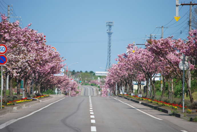 森町にあるさわらフラワーロード