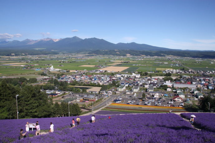 中富良野町の北星山ラベンダー園