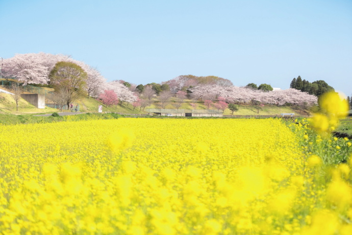 希望ヶ丘公園の風景