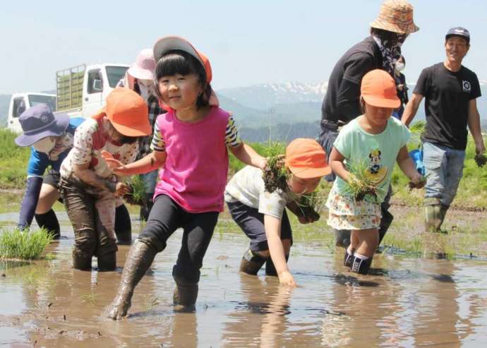 大石田町の学校行事：田植え体験をする小学生