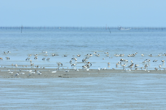 鹿島市の干潟に集まる鳥たち