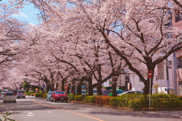 市役所さくら通りの桜並木