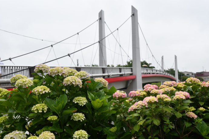 志木市の風景(あじさい)