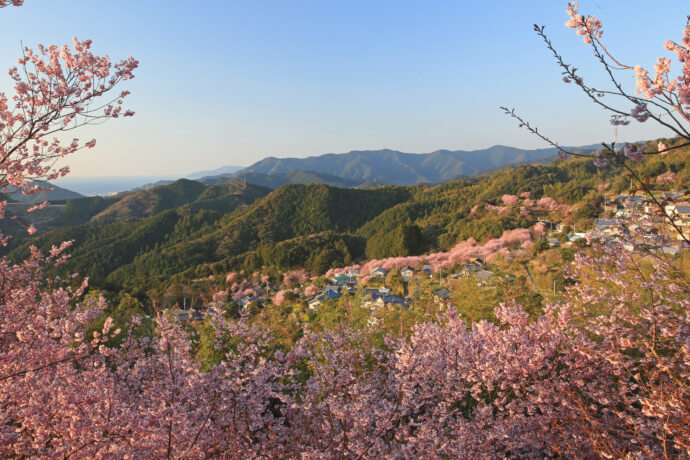 須崎市の春
