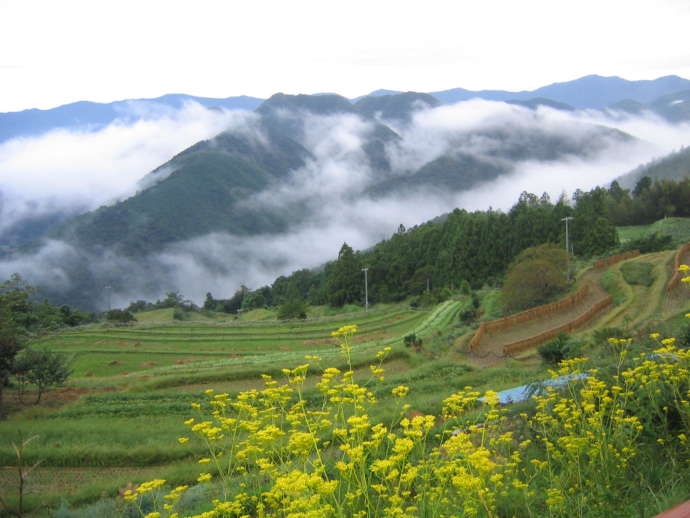 中辺路地域(高原棚田風景)