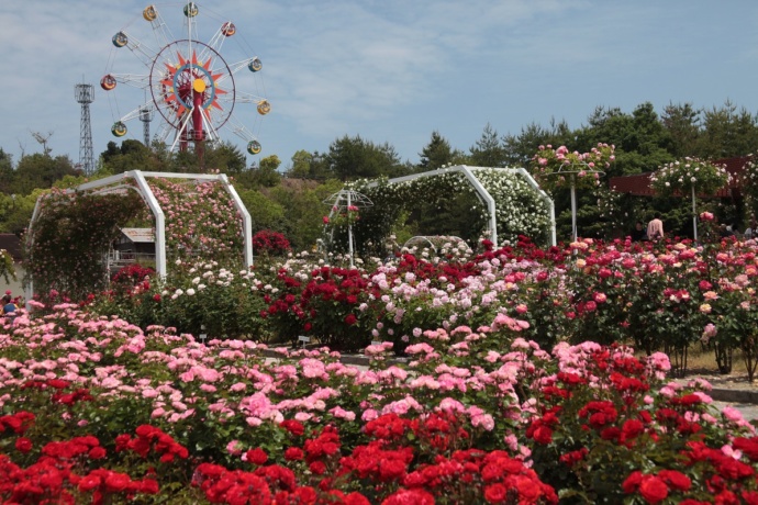蜂ヶ峯総合公園のバラ園その1