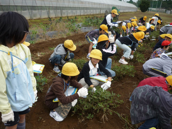 八街市の「児童落花生掘り取り体験」