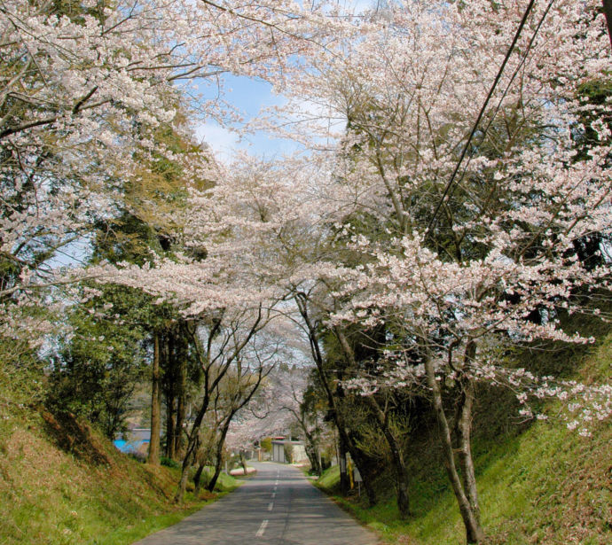 八街市の桜並木
