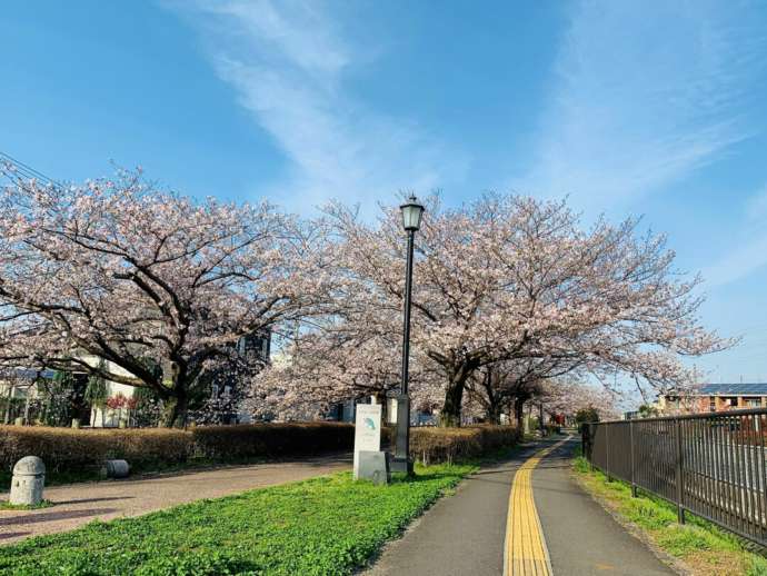 八代市の「八代緑の回廊線(通称チャリンコロード)」の桜並木